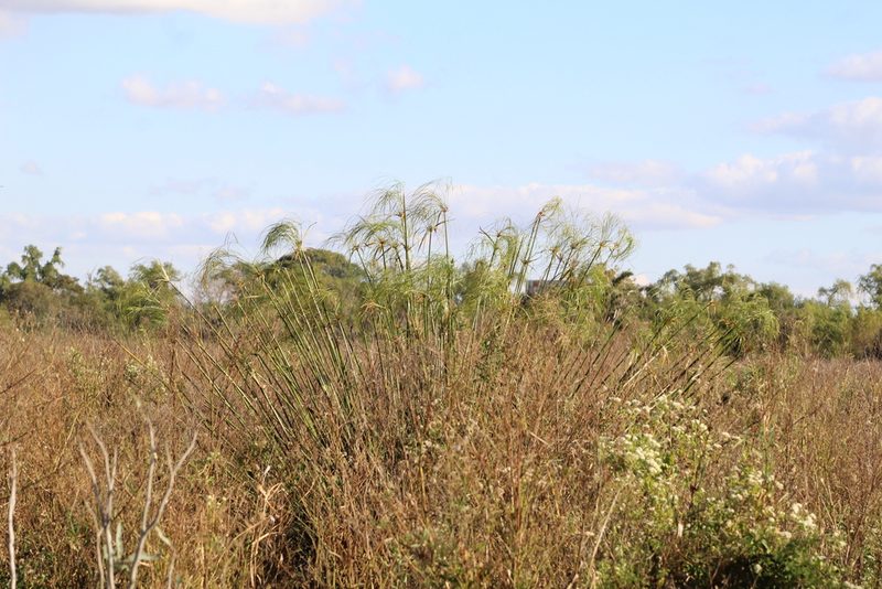 Cyperus giganteus, photographed by demianlescano