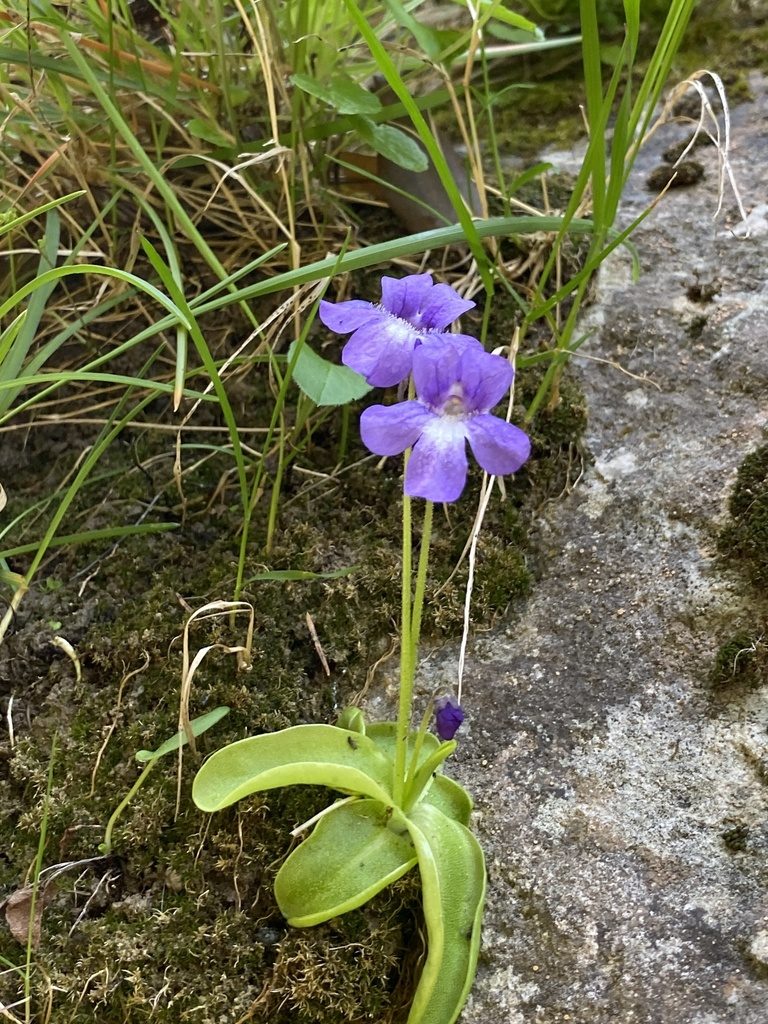 Pinguicula caussensis, photographed by Thomas Dreux