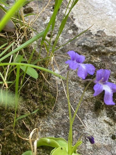 Pinguicula caussensis, photographed by Thomas Dreux