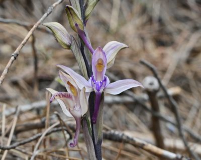 Limodorum abortivum, photographed by TOUROULT Julien