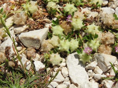 Trifolium resupinatum, photographed by Duarte Frade