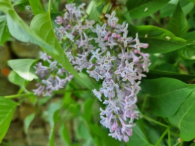 Syringa vulgaris, photographed by Milan Keršláger