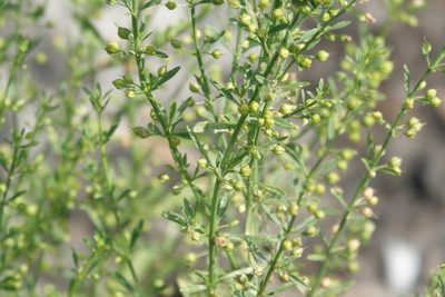 Scoparia dulcis, photographed by Claire Herzog
