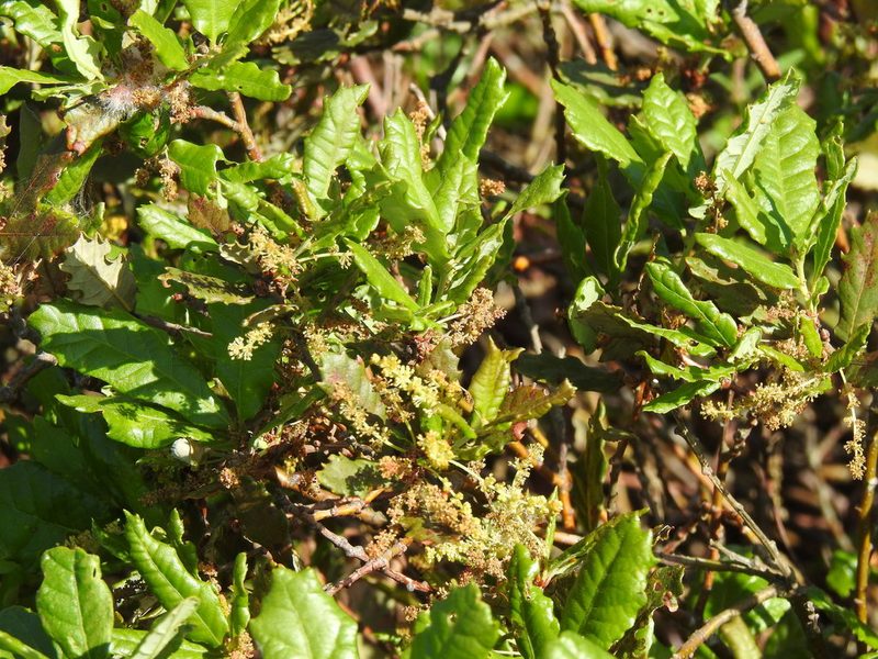 Quercus lusitanica, photographed by Duarte Frade
