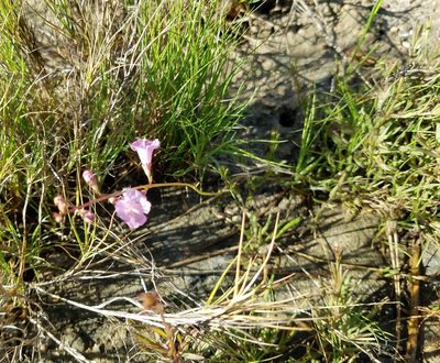 Agalinis maritima, photographed by Leila Dasher