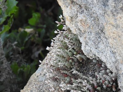 Sedum brevifolium, photographed by Duarte Frade