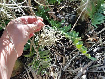 Tillandsia recurvata, photographed by Leila Dasher