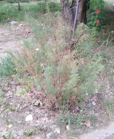 Artemisia abrotanum, photographed by Николай Соболев