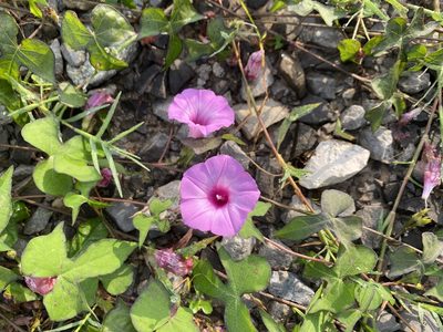 Ipomoea cordatotriloba, photographed by Daniel Patterson