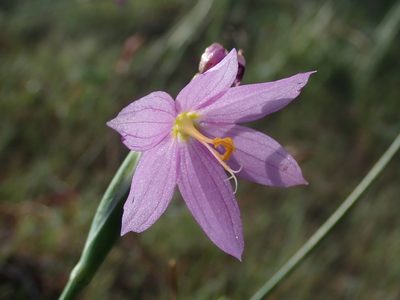Olsynium douglasii