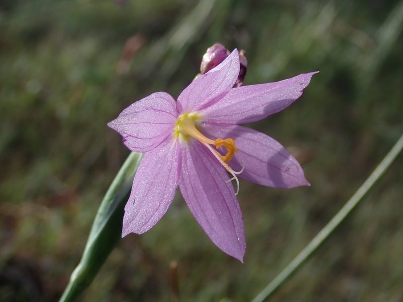 Olsynium douglasii, photographed by Nolan Exe