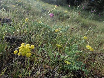 Lomatium donnellii, photographed by Nolan Exe