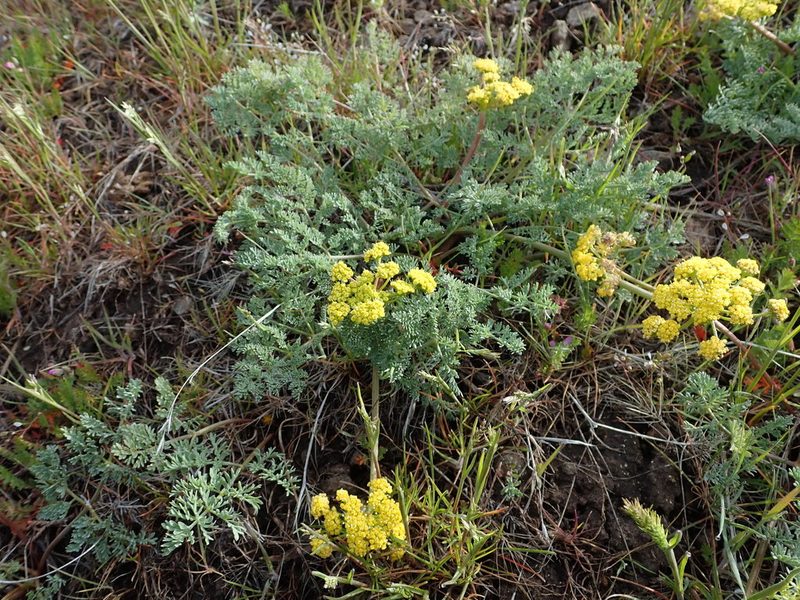 Lomatium donnellii, photographed by Nolan Exe