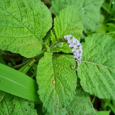 Heliotropium indicum, photographed by Anthony Batista