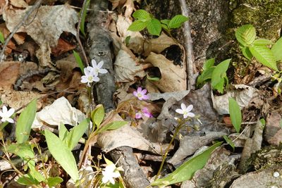 Claytonia caroliniana, photographed by Ian Whyte