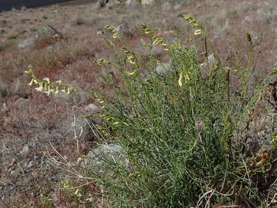 Astragalus filipes, photographed by Nolan Exe