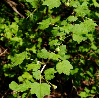Ribes cynosbati, photographed by Ian Whyte