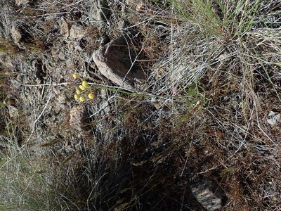 Lomatium triternatum, photographed by Nolan Exe