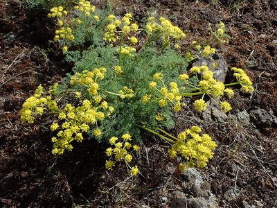 Lomatium papilioniferum, photographed by Nolan Exe