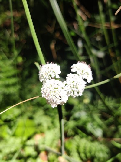 Oenanthe globulosa, photographed by Riccardo Rocca