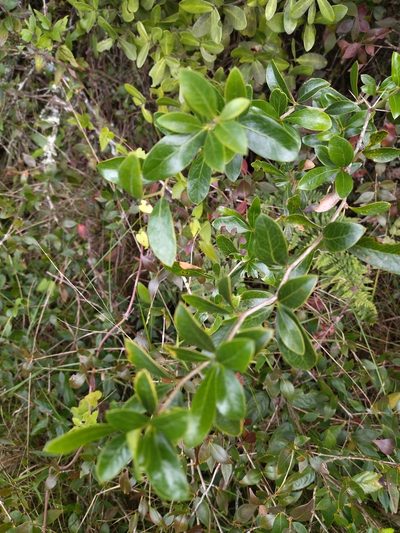 Berberis laurina, photographed by Carol Fontes