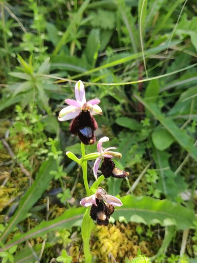 Ophrys bertolonii, photographed by Riccardo Rocca