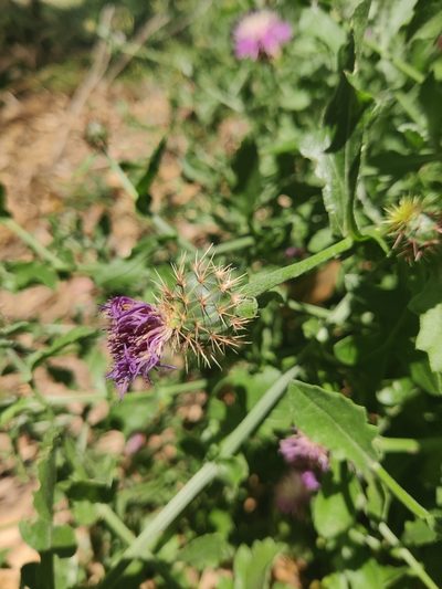 Centaurea sphaerocephala, photographed by Riccardo Rocca