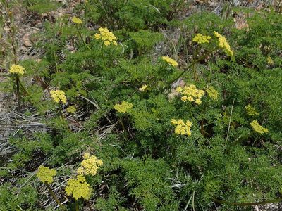 Cymopterus terebinthinus, photographed by Nolan Exe