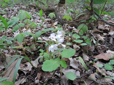 Claytonia virginica, photographed by Howard Williams