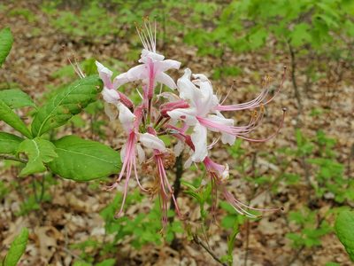 Rhododendron periclymenoides, photographed by Craig Martin