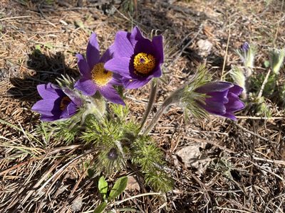 Pulsatilla vulgaris, photographed by toadhunter