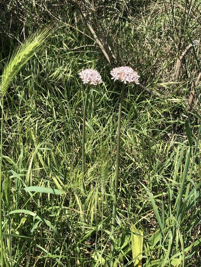 Allium nigrum, photographed by Marko Tähtinen