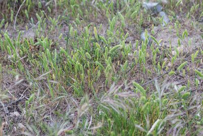 Rostraria cristata, photographed by Tim Johnson