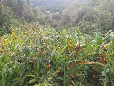 Hedychium coronarium, photographed by liriodobrejoufscar