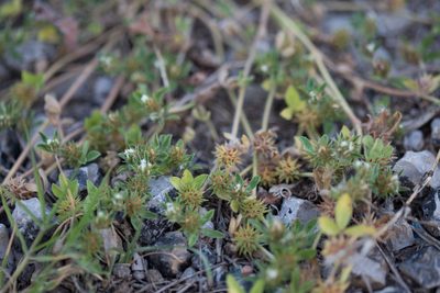 Trifolium scabrum, photographed by Tim Johnson