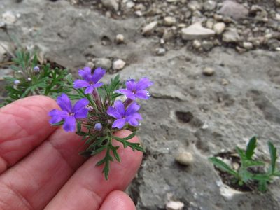 Verbena bipinnatifida, photographed by Annika Lindqvist