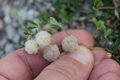 Trifolium tomentosum, photographed by Tim Johnson