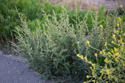 Verbascum sinuatum, photographed by Tim Johnson