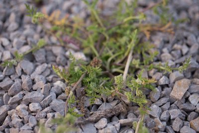 Torilis nodosa, photographed by Tim Johnson