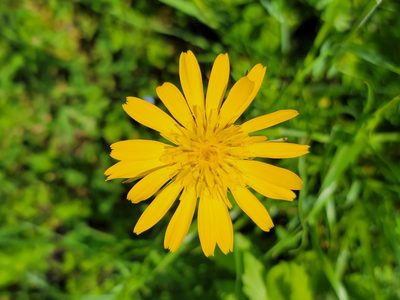 Tragopogon orientalis, photographed by Elias