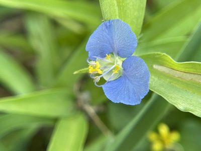 Commelina erecta, photographed by Chet Burrier
