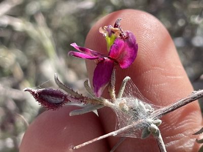 Krameria erecta, photographed by Bobby McCabe