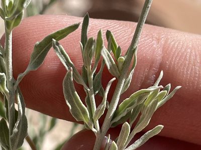 Oenothera suffrutescens, photographed by Bobby McCabe