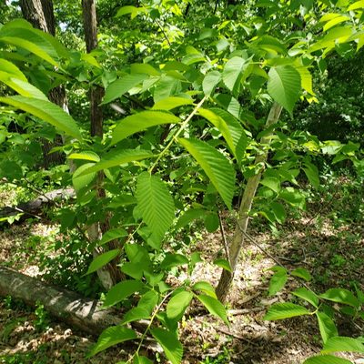Ulmus rubra, photographed by Robert Hoard