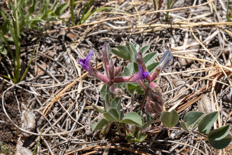Astragalus shortianus, photographed by Bob Walker