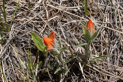 Castilleja integra, photographed by Bob Walker