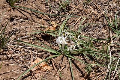 Leucocrinum montanum, photographed by Bob Walker
