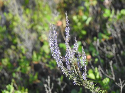 Anarrhinum bellidifolium, photographed by Duarte Frade