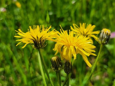 Crepis biennis, photographed by Elias