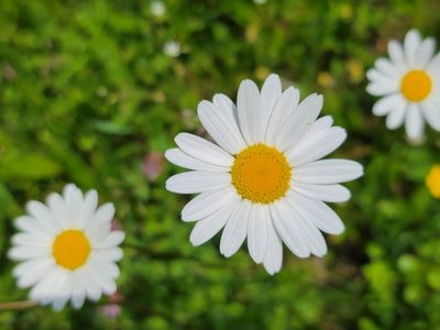 Leucanthemum ircutianum, photographed by Elias